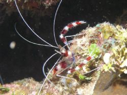 Pregnant Banded Shrimp, The Wall- Utila, Honduras. Shot w... by Matt Hogan 